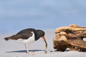 Magellanic Oystercatcher (Haematopus leucopodus) foraging on the coast of Sea Lion Island in the Falkland Islands.