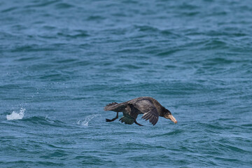 Fototapeta premium Southern Giant Petrels (Macronectes giganteus) taking off from the sea on the coast of Sea Lion Island in the Falkland Islands.