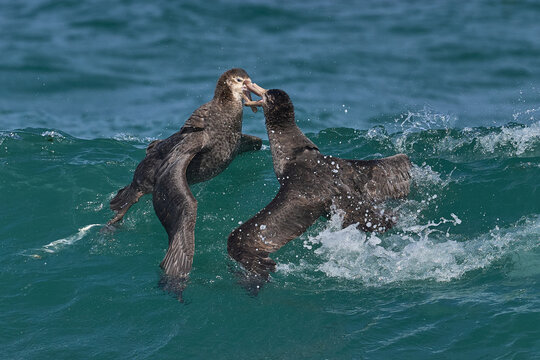 Southern Giant Petrels (Macronectes giganteus) squabbling in the waves along the coast of Sea Lion Island in the Falkland Islands.