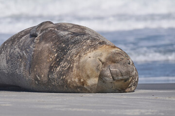 Battle scarred Male Southern Elephant Seal (Mirounga leonina) on the coast of Sea Lion Island in the Falkland Islands.