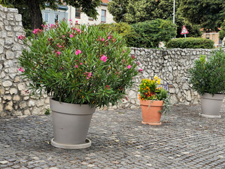 Leander with pink flowers in a huge pot in the central park of the city of Pecs. Leander in downtown Pécs Hungary