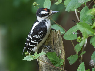 Close up of a juvenile Hairy Woodpecker perched on a post amongst honeysuckle greenery