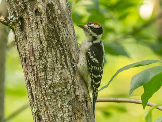 A juvenile Downy Woodpecker perched on the side of a tree trunk