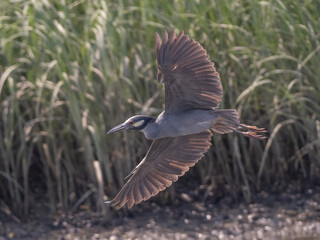 An adult Yellow-crowned Night Heron in flight