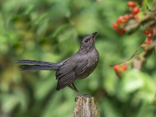 A juvenile Gray Catbird perched up on a post with honeysuckle berries in the background