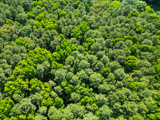 Naklejka premium Jungle nature background. Tree growing in lush forest. Nature landscape. Landscape forest in spring. Green forest in summer aerial view. Rainforest ecosystem and healthy environment. Climate change