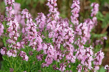 Obraz premium Pink Hyssop, Hyssopus officinali in flower.