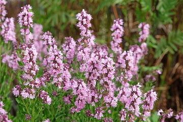 Obraz premium Pink Hyssop, Hyssopus officinali in flower.