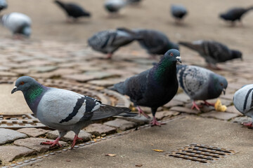 Pigeons gather on a cobblestone path in the park during a sunny afternoon