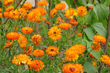 Bright orange Calendula marigold in flower.