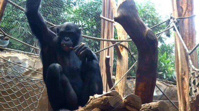 Bonobo, its scientific name is Pan paniscus