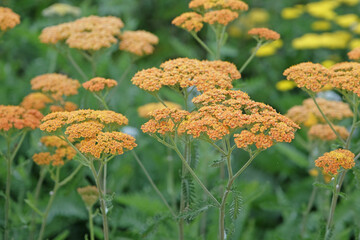 Rust orange Achillea yarrow ‘Terracotta’ in flower. © Alexandra