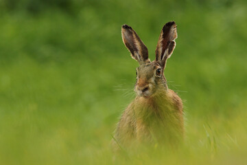 Zając szarak, hare, (Lepus europaeus) © Bartosz Rakoczy