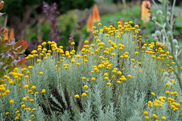Yellow balls of Santolina chamaecyparissus, also known as  cotton lavender, in flower.