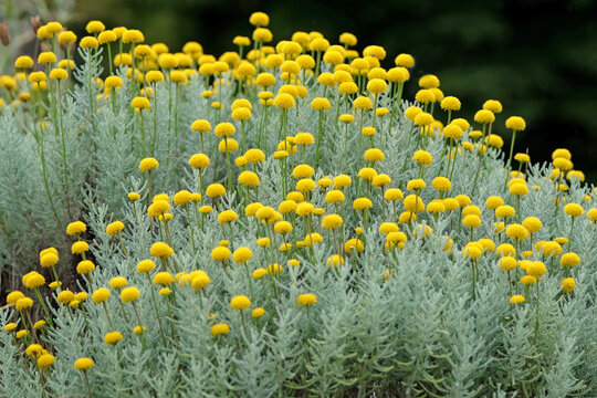 Yellow balls of Santolina chamaecyparissus, also known as  cotton lavender, in flower.
