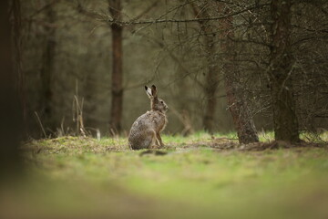 Zając szarak, hare, (Lepus europaeus) © Bartosz Rakoczy