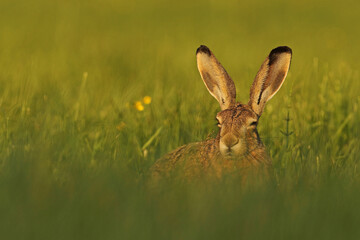 Zając szarak, hare, (Lepus europaeus) © Bartosz Rakoczy
