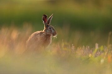 Zając szarak, hare, (Lepus europaeus) © Bartosz Rakoczy