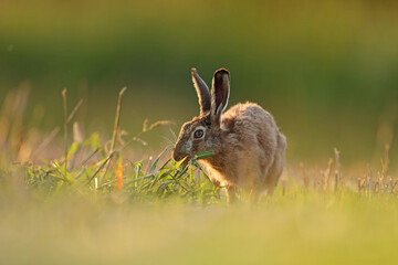 Zając szarak, hare, (Lepus europaeus) © Bartosz Rakoczy