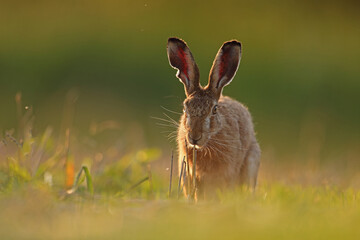 Zając szarak, hare, (Lepus europaeus) © Bartosz Rakoczy