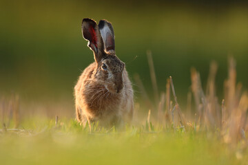Zając szarak, hare, (Lepus europaeus) © Bartosz Rakoczy