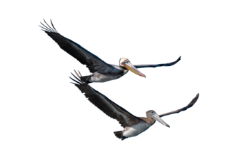 Pelicans in flight - Transparent Background