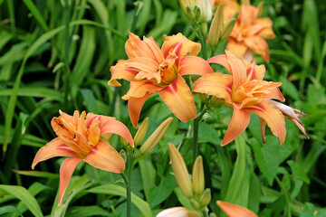 Orange double Hemerocallis fulva daylily ‘Kwanso’ in flower.