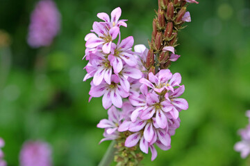 Obraz premium Pink Francoa sonchifolia, the wedding flower or bridalwreath in bloom.