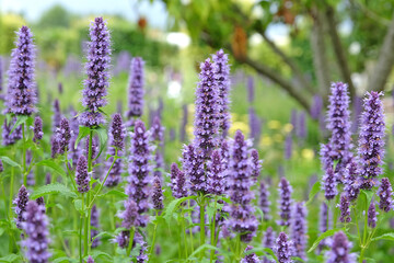 Purple Mexican giant hyssop Agastache ‘Blackadder’ in flower.