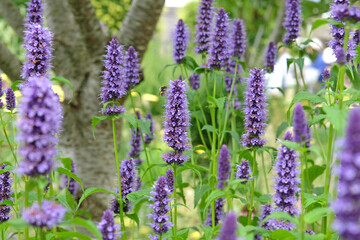 Purple Mexican giant hyssop Agastache ‘Blackadder’ in flower.