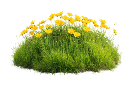 Vibrant yellow flowers bloom over lush green grass in a sunny outdoor setting during springtime isolated on transparent background