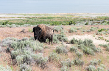 Bison on Antelope Island, with the Great Salt Lake behind Salt Lake City, Utah, USA