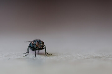 Bluebottle fly walking on white surface with brown background