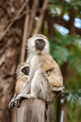Vervet monkey with baby in Africa