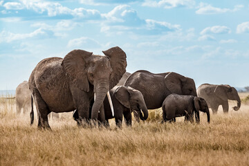 Fototapeta premium Elephants in Africa