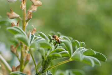 Flying honey bee collecting bee pollen from lupine flower. Bee collecting honey.bee on a flower, serving as a pollinator. The photo captures a close-up view of the bee interacting with the flower.