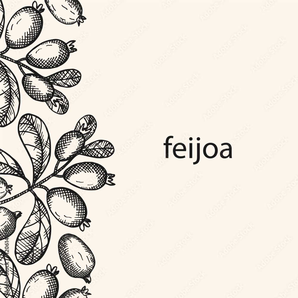 Wall mural Vector background card for text with engraved Feijoa plant. Hand drawn label with branch and fruits of tropical berry edible feijoa. Food, dessert. Design border for wrapping, template, paper, logo