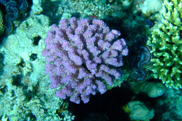 Fototapeta premium Rasp coral or cauliflower coral, knob-horned coral (Pocillopora verrucosa) undersea, Red Sea, Egypt, Sharm El Sheikh, Montazah Bay