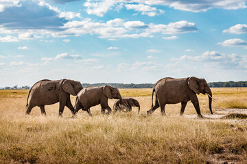 Fototapeta premium Family of elephants walks through the savannah in Africa