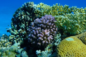 Rasp coral or cauliflower coral, knob-horned coral (Pocillopora verrucosa) undersea, Red Sea,...
