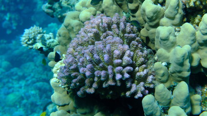 Rasp coral or cauliflower coral, knob-horned coral (Pocillopora verrucosa) undersea, Red Sea,...