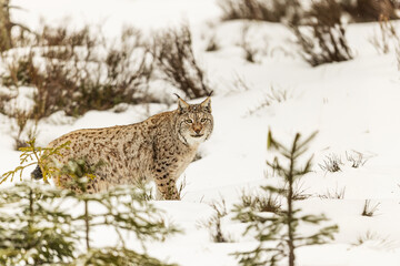 adult male Eurasian lynx (Lynx lynx) in a snowy landscape