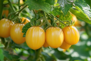 Fresh yellow tomatoes hanging from their vine in a lush garden on a sunny day