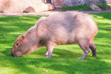 A large capybara walks on the green grass in the park