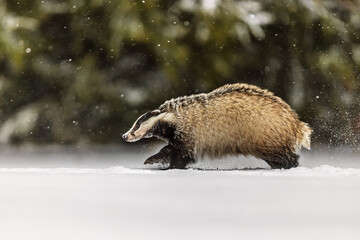 Obraz premium European badger (Meles meles) running in the snow in the snowfall
