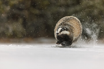 European badger (Meles meles) running at the edge of the forest during a snowfall © michal