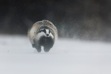 European badger (Meles meles) running in a heavy snowfall with high winds © michal