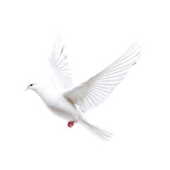 Obraz premium A minimalistic, stylized white dove flying upward with soft, flowing wings, on a transparent background