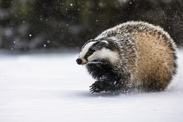 European badger (Meles meles) is in the snow in the snowfall