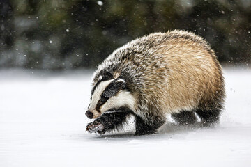 European badger (Meles meles) looking for food in the snow